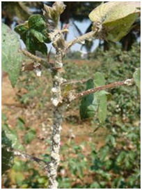 Crop Protection Cotton